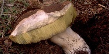 Boleto (Boletus edulis)