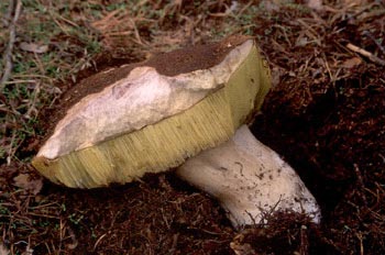 Boleto (Boletus edulis)