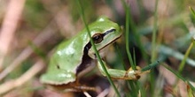 Ranita de San Antonio (Hyla arborea)