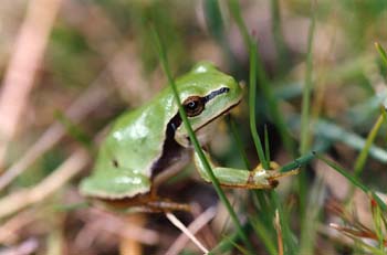 Ranita de San Antonio (Hyla arborea)