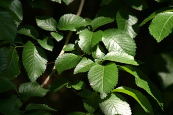 Olmo común - Hojas (Ulmus minor)