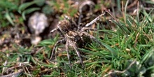 Araña lobo o Tarántula (Lycosa tarentula)