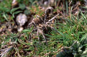 Araña lobo o Tarántula (Lycosa tarentula)