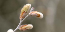 álamo blanco - Yema de flor masc. (Populus alba)