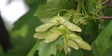 Arce real - Fruto (Acer platanoides)