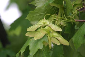 Arce real - Fruto (Acer platanoides)