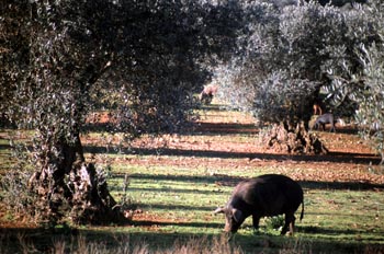 Cerda ibérica - Valverde de Leganés, Badajoz