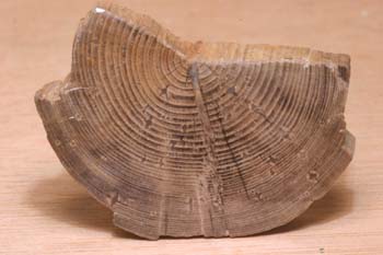 Xilópalo-Madera Fósil (Angiosperma) Cretácico