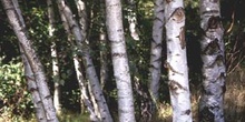 Abedul - Tronco (Betula pubescens)