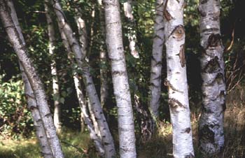 Abedul - Tronco (Betula pubescens)