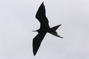 Rabihorcado Real en vuelo, Fregata Magnificens, Ecuador