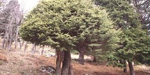 Tejo (Taxus baccata)