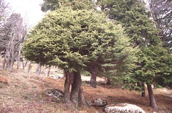 Tejo (Taxus baccata)