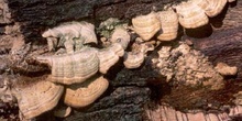 Trametes sp.