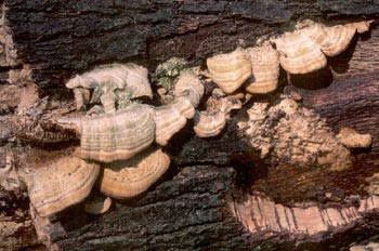 Trametes sp.