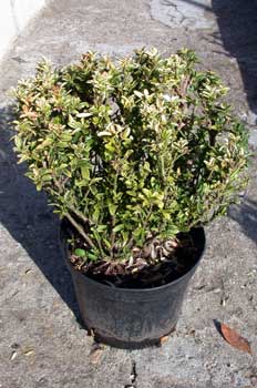 Arbusto, Bonetero (Evonymus)