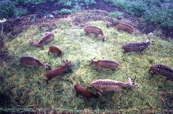 Animales en el Parque del Ciervo de Gantok, Sikkim, India