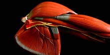 Músculos del  omóplato