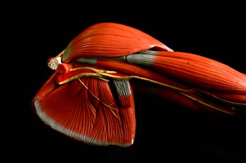 Músculos del  omóplato