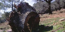 Rebollo / melojo - Tocón (Quercus pyrenaica)