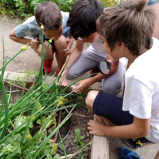 2019_06_07_Los alumnos de Quinto observan los insectos del huerto_CEIP FDLR_Las Rozas 4