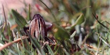 Longicornio zapador (Dorcadion guilianii)