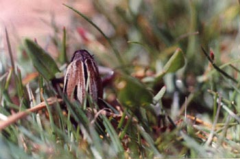 Longicornio zapador (Dorcadion guilianii)