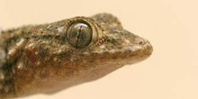 Salamanquesa común (Tarentola mauritanica)