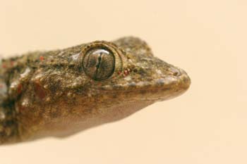 Salamanquesa común (Tarentola mauritanica)