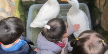Granja Escuela Educación Infantil Curso 2017-18_2 20