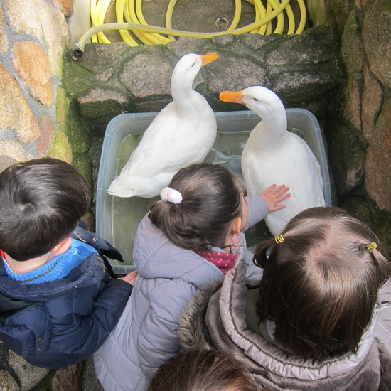 Granja Escuela Educación Infantil Curso 2017-18_2 20