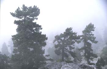 Pino negro - Porte (Pinus uncinata)