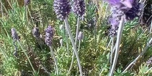 IES. Isaac Albéniz.Lavandula Pedunculata - Contenido educativo<span class="educational" title="Contenido educativo"><span class="sr-av"> - Contenido educativo</span></span>