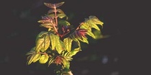 árbol del cielo - Hoja (Ailanthus altissima)