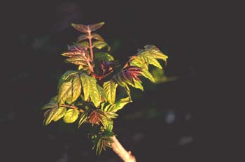 árbol del cielo - Hoja (Ailanthus altissima)