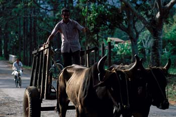 Carro de bueyes, Cuba