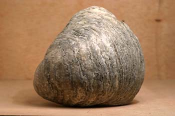 Rynchonella sp. (Bivalvo) Jurásico