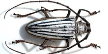 Batocera lamondi (Islas Salomón)