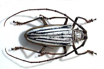 Batocera lamondi (Islas Salomón)
