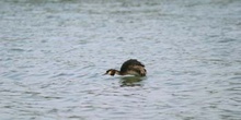 Somormujo lavanco (Podiceps cristatus)