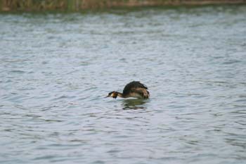 Somormujo lavanco (Podiceps cristatus)