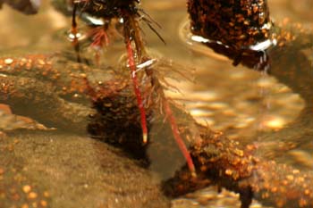 Aliso - Raíz (Alnus glutinosa)