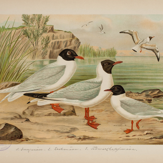 IES_CARDENALCISNEROS_AVES_LAMINAS_098