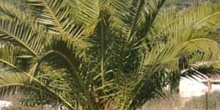 Palmera canaria - Porte (Phoenix canariensis)