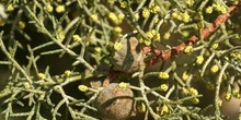 Ciprés de Arizona - Flores (Cupressus arizonica)