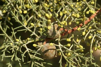 Ciprés de Arizona - Flores (Cupressus arizonica)