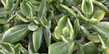 Arbusto, Crásula (Crassula obliqua)