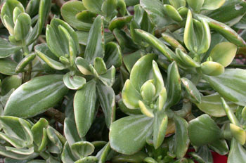 Arbusto, Crásula (Crassula obliqua)