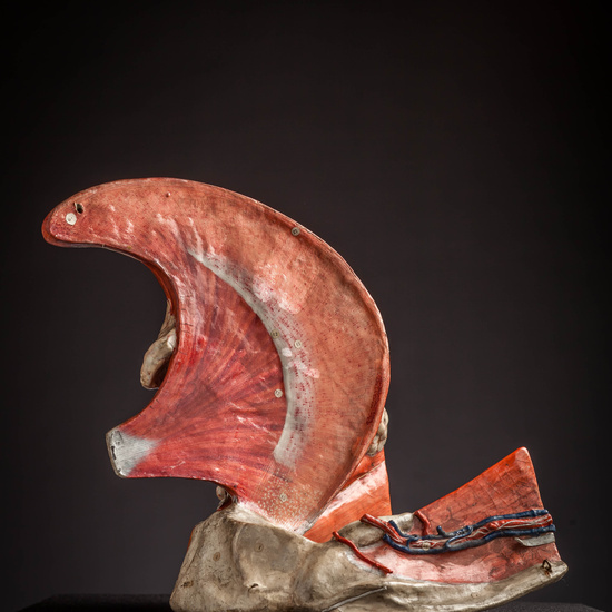 IES_CARDENALCISNEROS_ANATOMIA_MODELOS_013