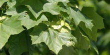 Arce real - Hoja (Acer platanoides)